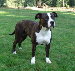 Foto 2 van de pups