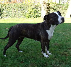 Foto 3 van de pups