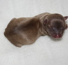 Foto 2 van de pups
