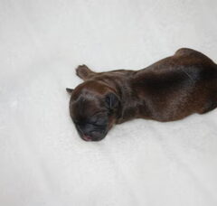 Foto 3 van de pups