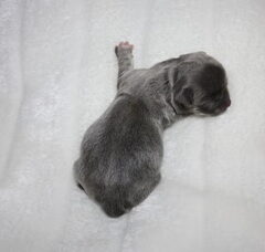 Foto 4 van de pups