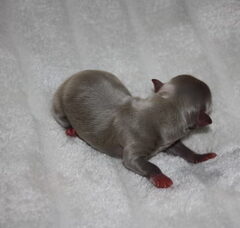 Foto 5 van de pups