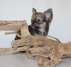 Foto 6 van de pups