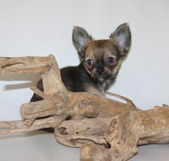 Foto 7 van de pups