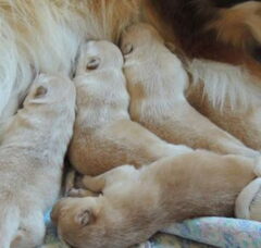 Foto 2 van de pups