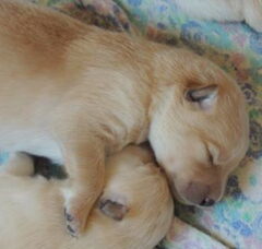 Foto 3 van de pups