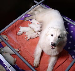 Foto 2 van de pups