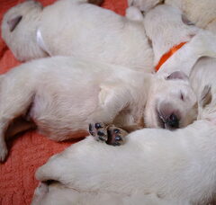Foto 3 van de pups
