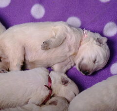 Foto 4 van de pups