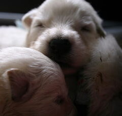 Foto 5 van de pups