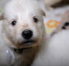 Foto 6 van de pups