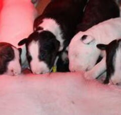 Foto 2 van de pups