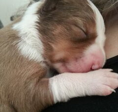 Foto 2 van de pups