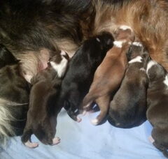Foto 3 van de pups