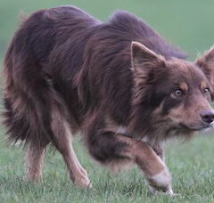 Foto 4 van de pups