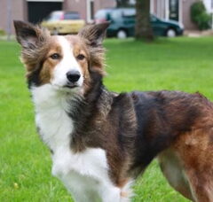 Foto 5 van de pups