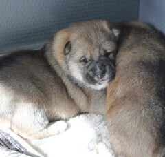 Foto 2 van de pups
