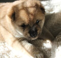 Foto 3 van de pups
