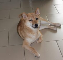 Foto 4 van de pups