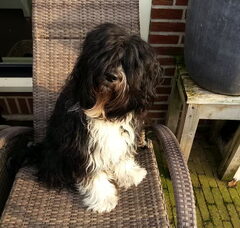 Foto 2 van de pups