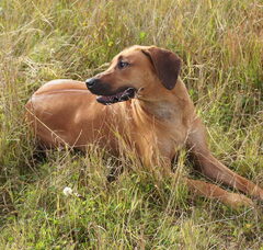 Foto 3 van de pups