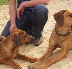 Foto 4 van de pups