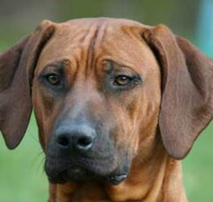Foto 5 van de pups