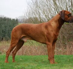 Foto 6 van de pups