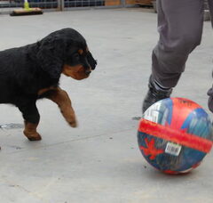 Foto 3 van de pups