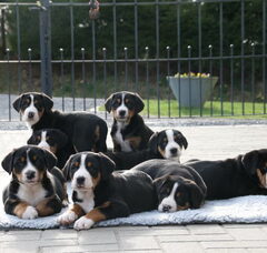 Foto 2 van Grote Zwitserse Sennenhonden "vom Surbach"