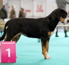 Foto 3 van Grote Zwitserse Sennenhonden "vom Surbach"