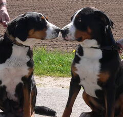 Foto 2 van de pups