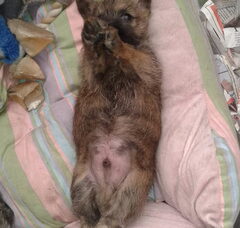 Foto 2 van de pups