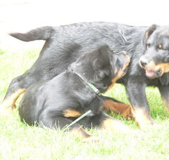Foto 2 van de pups