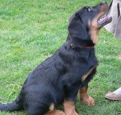 Foto 3 van de pups