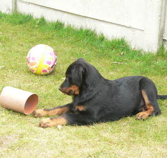Foto 4 van de pups