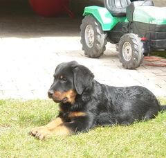 Foto 5 van de pups
