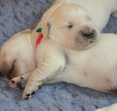Foto 2 van de pups