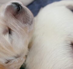 Foto 3 van de pups