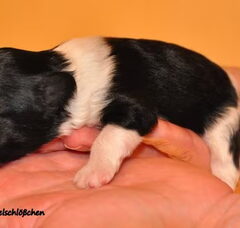 Foto 5 van vom Dinkelschlößchen