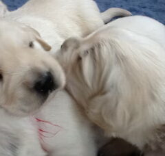 Foto 4 van de pups