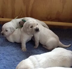 Foto 5 van de pups