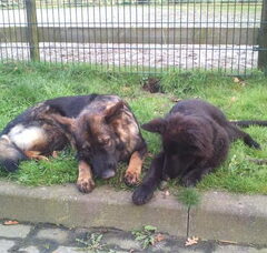 Foto 3 van farmerhouserufan, ODH Kennel