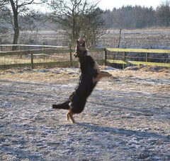 Foto 4 van farmerhouserufan, ODH Kennel