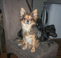 Foto 2 van de pups