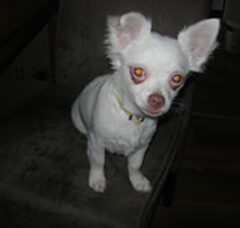 Foto 3 van de pups