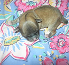 Foto 4 van de pups