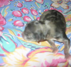 Foto 5 van de pups
