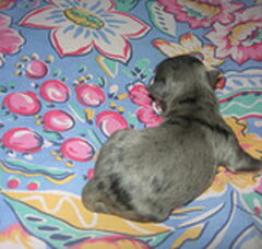 Foto 6 van de pups