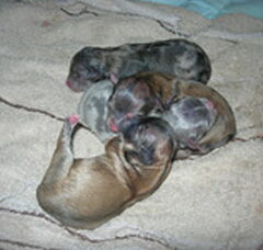 Foto 7 van de pups